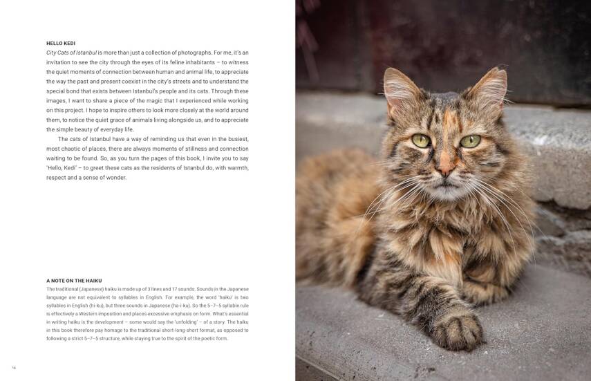 City Cats of Istanbul - 3