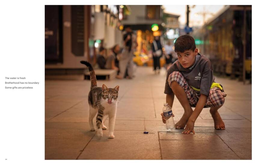 City Cats of Istanbul - 4