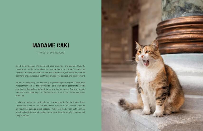 City Cats of Istanbul - 5