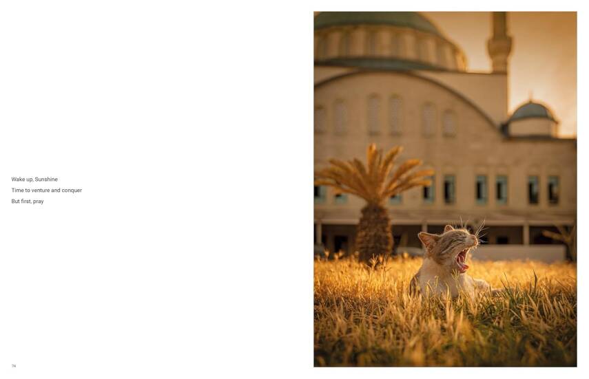 City Cats of Istanbul - 6