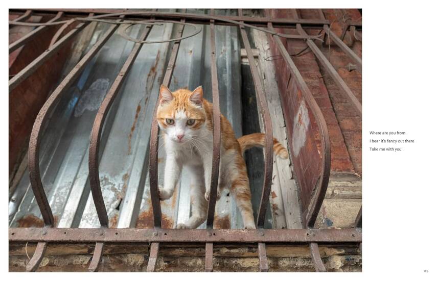 City Cats of Istanbul - 8