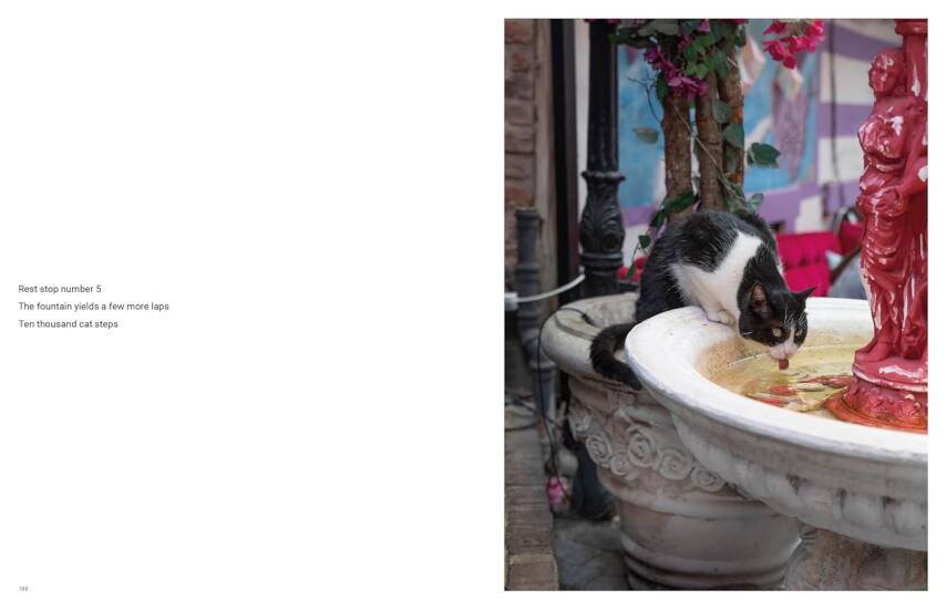 City Cats of Istanbul - 9