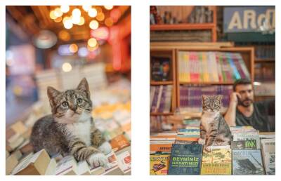 City Cats of Istanbul - 10