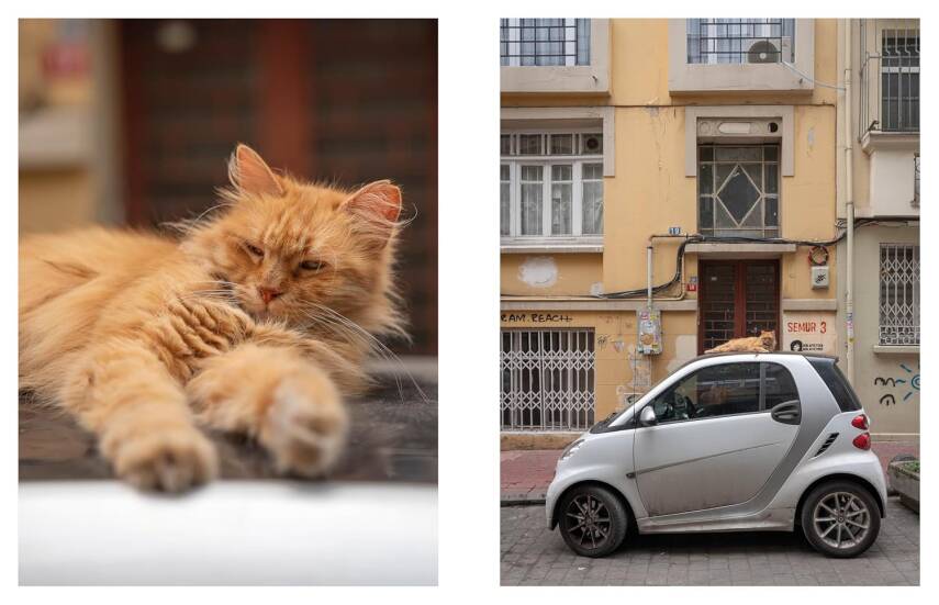 City Cats of Istanbul - 11