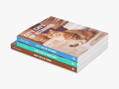 City Cats of Istanbul - 14