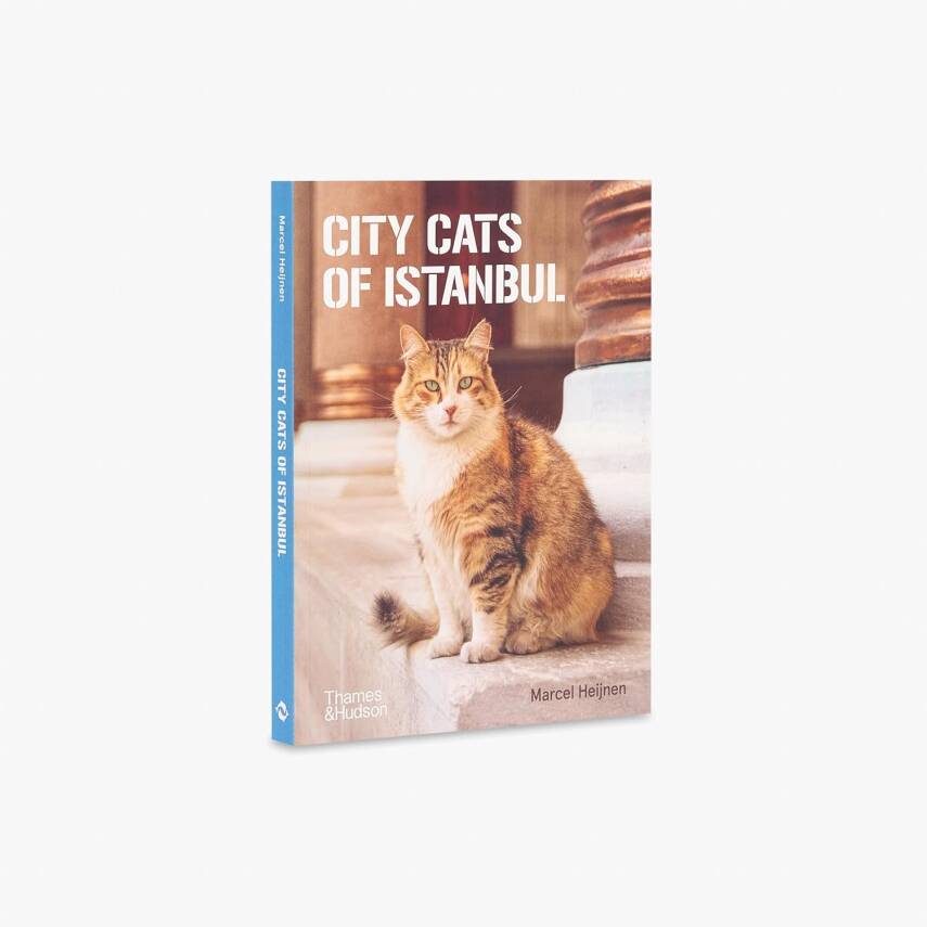 City Cats of Istanbul - 15