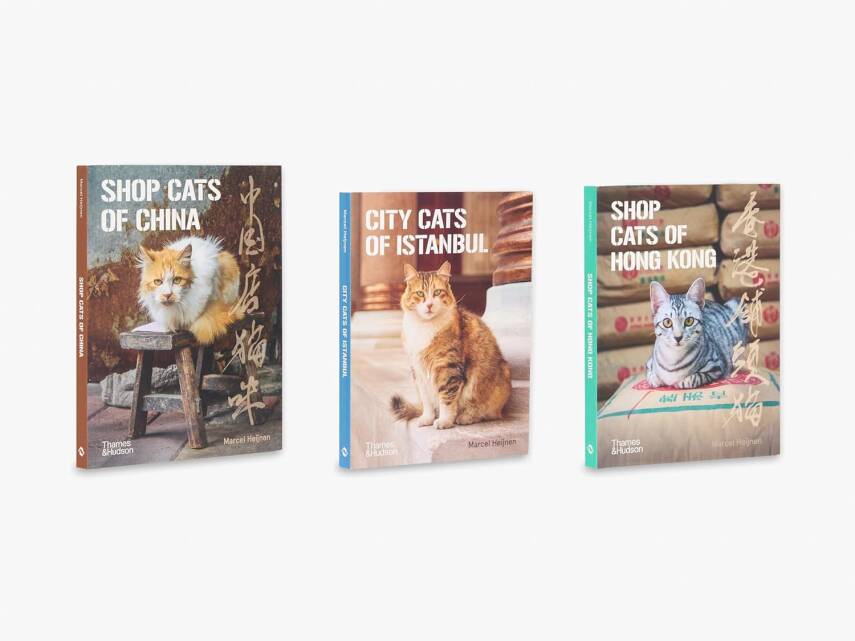 City Cats of Istanbul - 16