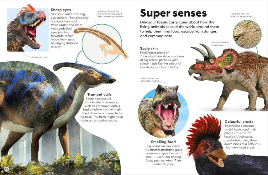 Eyewonder Dinosaurs: Open Your Eyes to a World of Discovery - 6