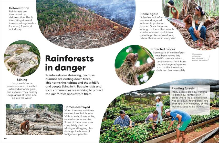 Eyewonder Rainforest: Open Your Eyes to a World of Discovery - 8