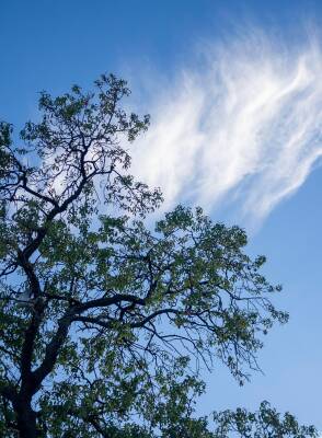 Forest Bathing Cards - 4