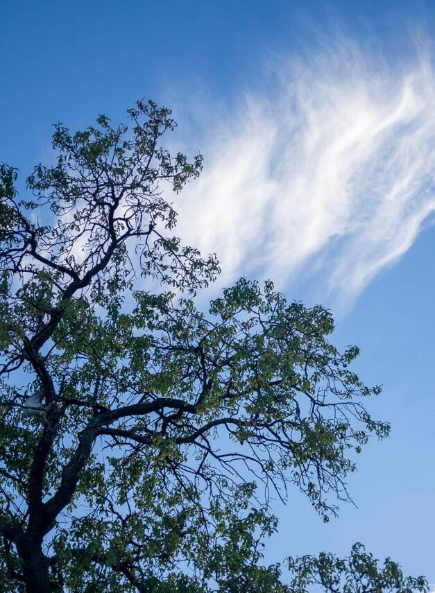 Forest Bathing Cards - 4