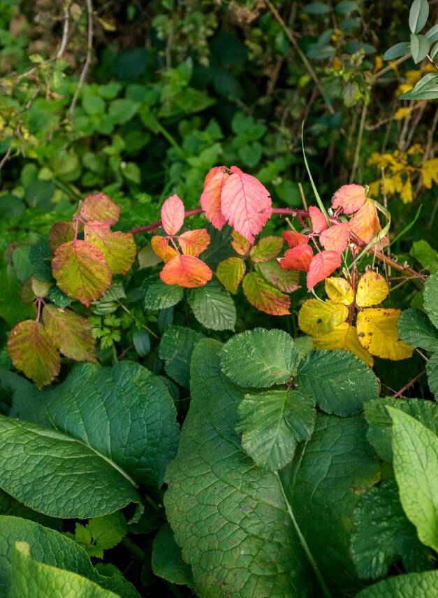 Forest Bathing Cards - 8