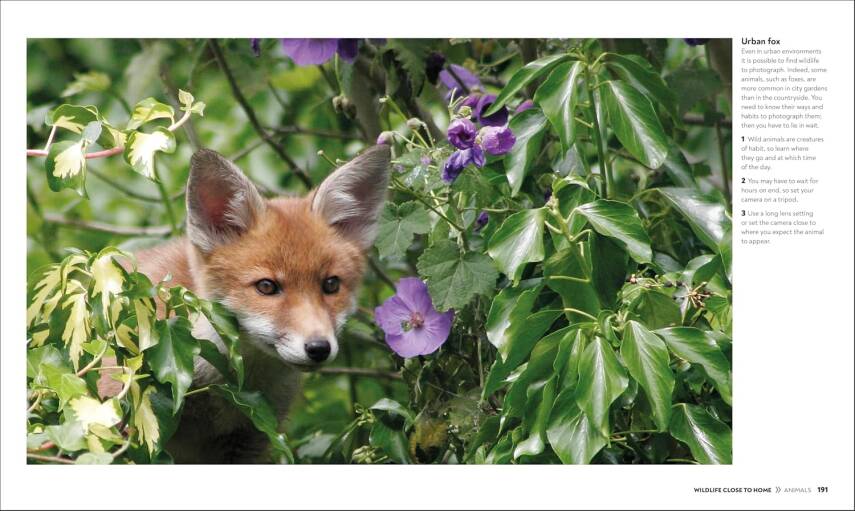 How to Photograph Absolutely Everything - 11