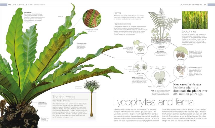Plants and Fungi: The Definitive Visual Guide - 4