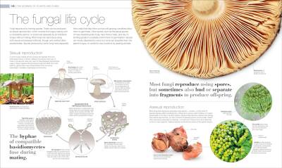 Plants and Fungi: The Definitive Visual Guide - 5