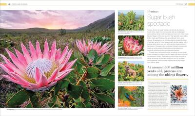 Plants and Fungi: The Definitive Visual Guide - 7