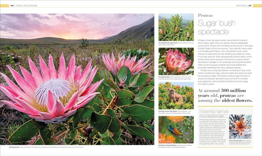 Plants and Fungi: The Definitive Visual Guide - 7