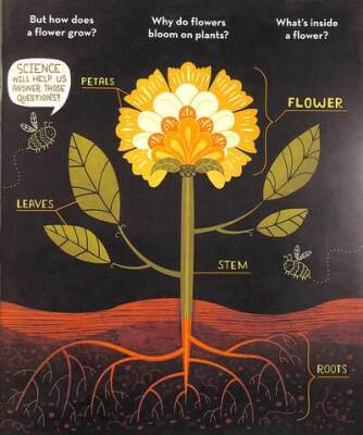 What's Inside a Flower? - 4